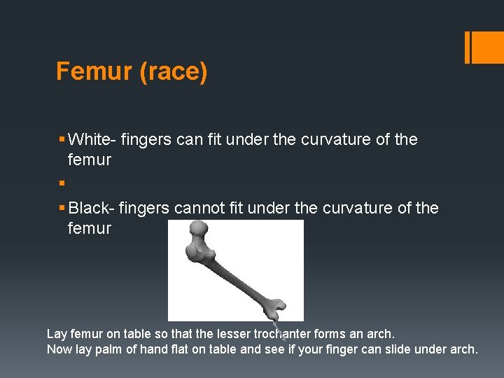 Femur (race) § White- fingers can fit under the curvature of the femur §