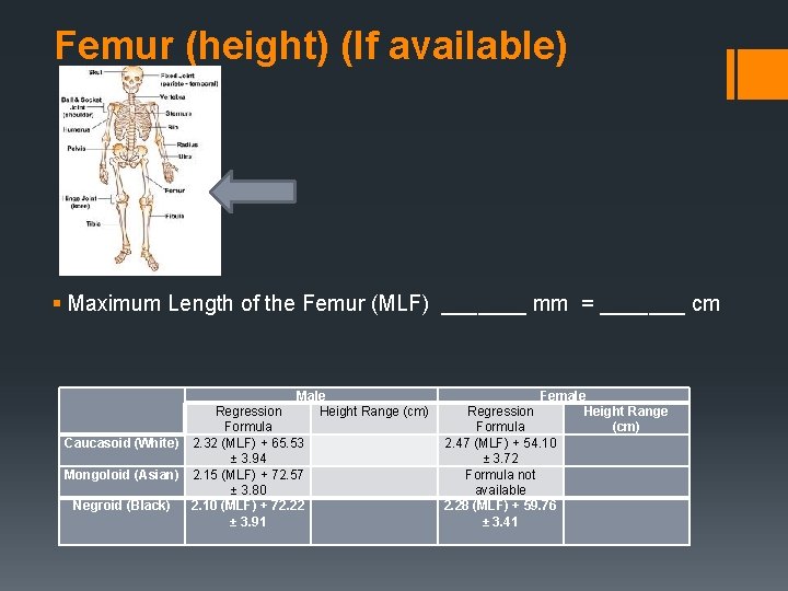 Femur (height) (If available) § Maximum Length of the Femur (MLF) _______ mm =