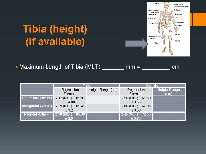 Tibia (height) (If available) § Maximum Length of Tibia (MLT) _______ mm = _____