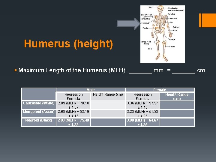 Humerus (height) § Maximum Length of the Humerus (MLH) _______ mm = _______ cm