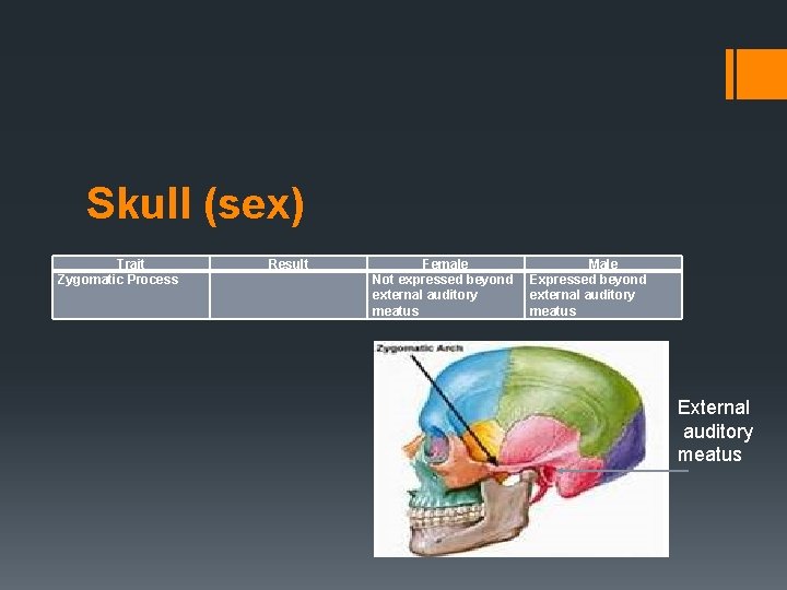 Skull (sex) Trait Zygomatic Process Result Female Not expressed beyond external auditory meatus Male