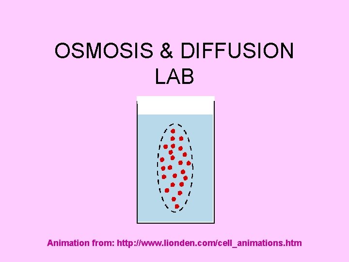 OSMOSIS & DIFFUSION LAB Animation from: http: //www. lionden. com/cell_animations. htm 