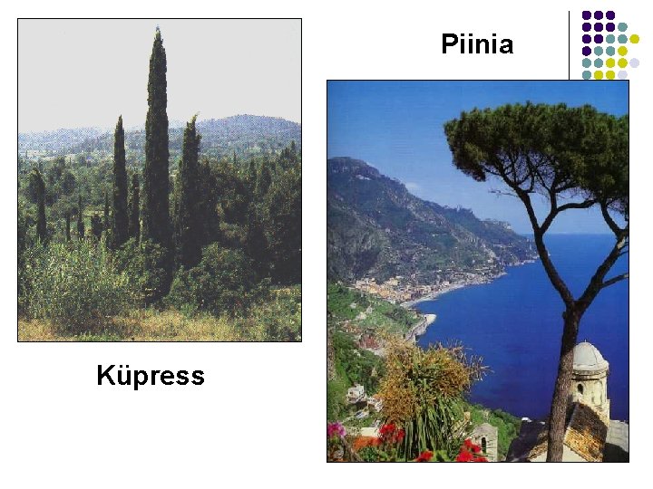 Piinia Küpress 