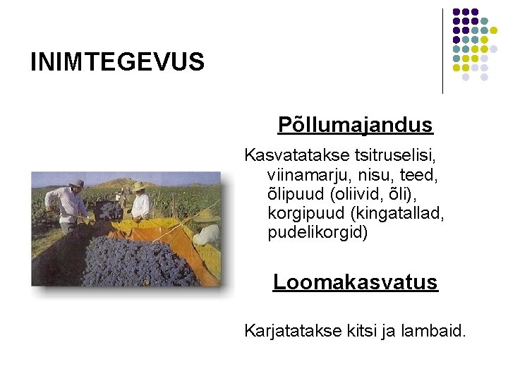 INIMTEGEVUS Põllumajandus Kasvatatakse tsitruselisi, viinamarju, nisu, teed, õlipuud (oliivid, õli), korgipuud (kingatallad, pudelikorgid) Loomakasvatus