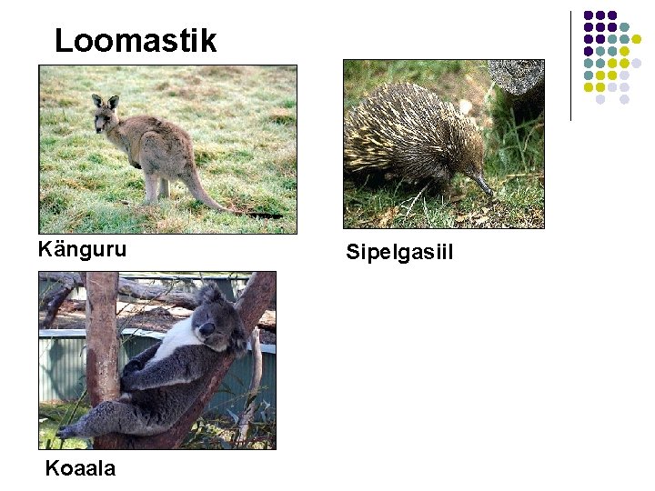 Loomastik Känguru Koaala Sipelgasiil 