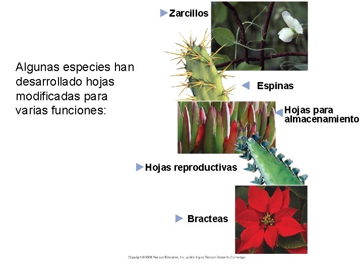 Zarcillos Algunas especies han desarrollado hojas modificadas para varias funciones: Espinas Hojas para almacenamiento