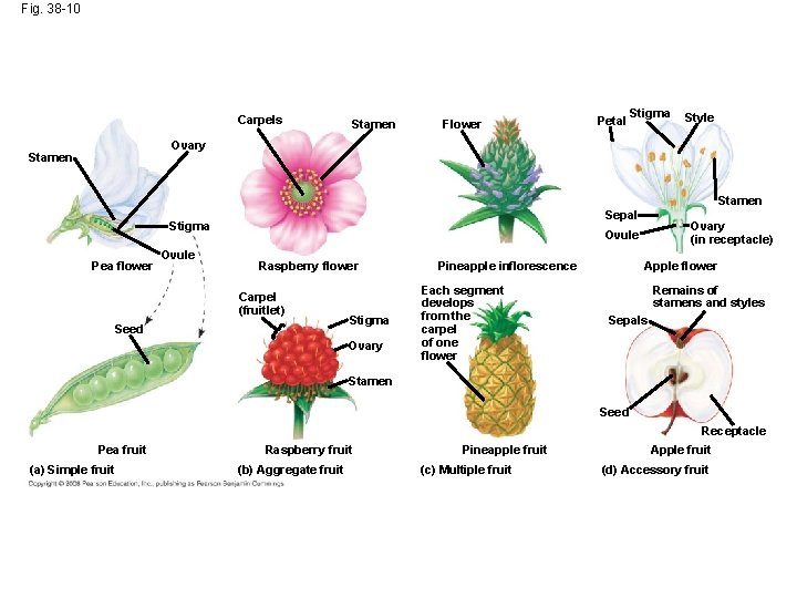 Fig. 38 -10 Carpels Stamen Flower Petal Stigma Style Ovary Stamen Sepal Stigma Pea