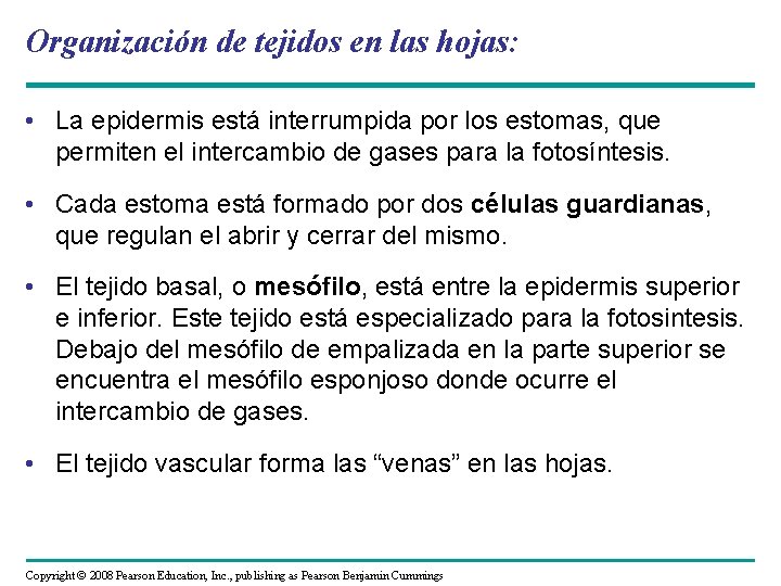 Organización de tejidos en las hojas: • La epidermis está interrumpida por los estomas,
