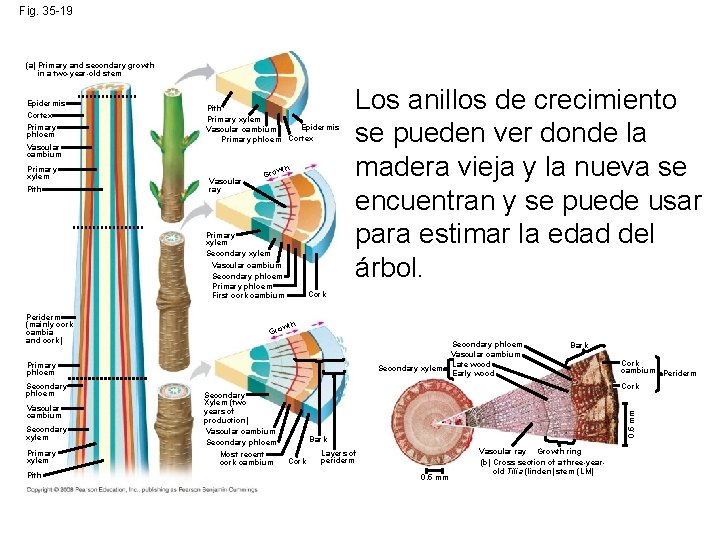 Fig. 35 -19 (a) Primary and secondary growth in a two-year-old stem Vascular cambium