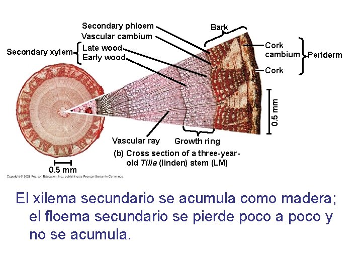 Secondary xylem Secondary phloem Vascular cambium Late wood Early wood Bark Cork cambium Periderm