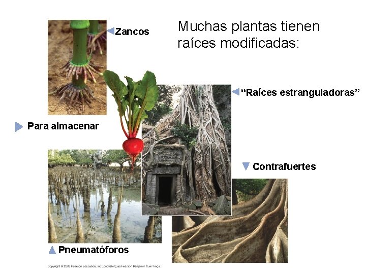 Zancos Muchas plantas tienen raíces modificadas: “Raíces estranguladoras” Para almacenar Contrafuertes Pneumatóforos 