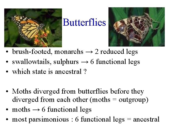 Butterflies • brush-footed, monarchs → 2 reduced legs • swallowtails, sulphurs → 6 functional