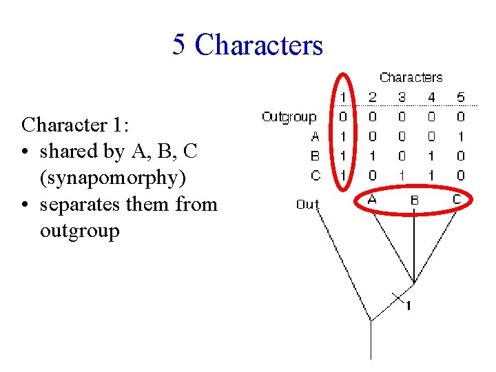 5 Characters Character 1: • shared by A, B, C (synapomorphy) • separates them