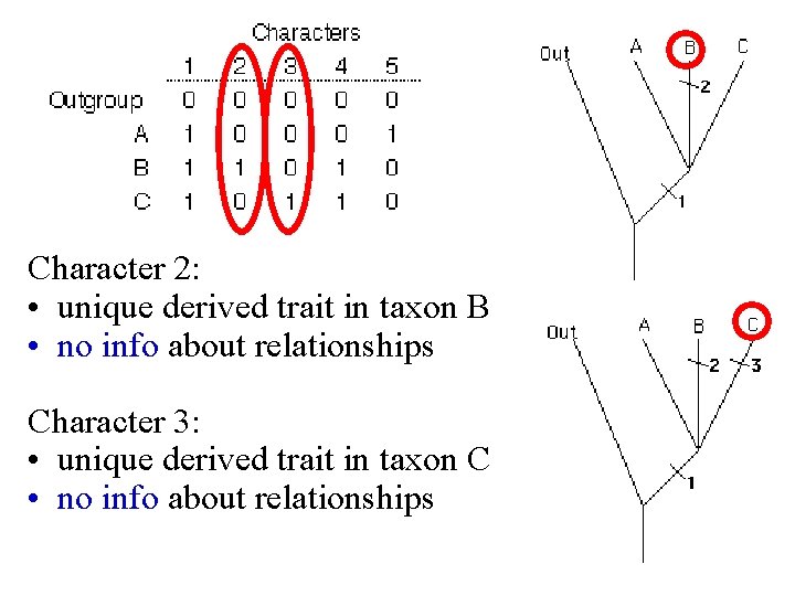 Character 2: • unique derived trait in taxon B • no info about relationships