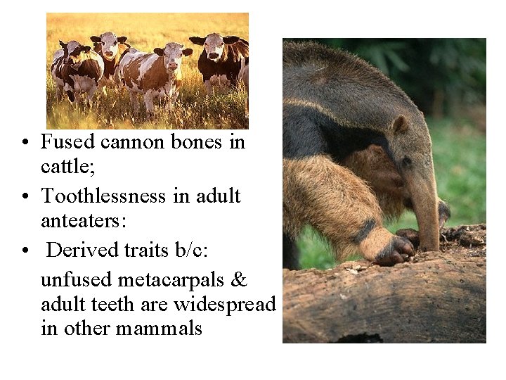  • Fused cannon bones in cattle; • Toothlessness in adult anteaters: • Derived