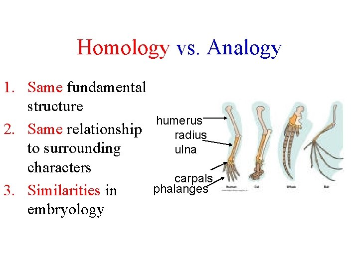 Homology vs. Analogy 1. Same fundamental structure humerus 2. Same relationship radius to surrounding