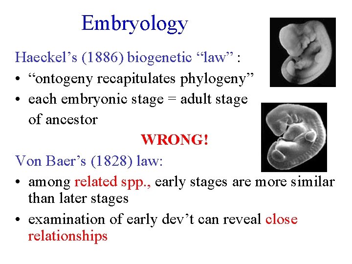 Embryology Haeckel’s (1886) biogenetic “law” : • “ontogeny recapitulates phylogeny” • each embryonic stage