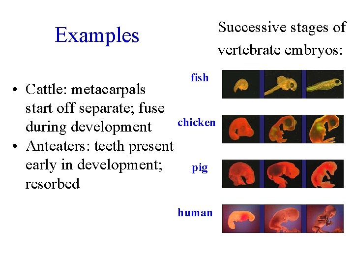 Successive stages of vertebrate embryos: Examples fish • Cattle: metacarpals start off separate; fuse