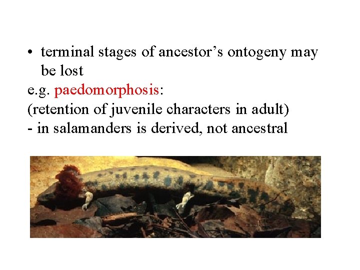  • terminal stages of ancestor’s ontogeny may be lost e. g. paedomorphosis: (retention