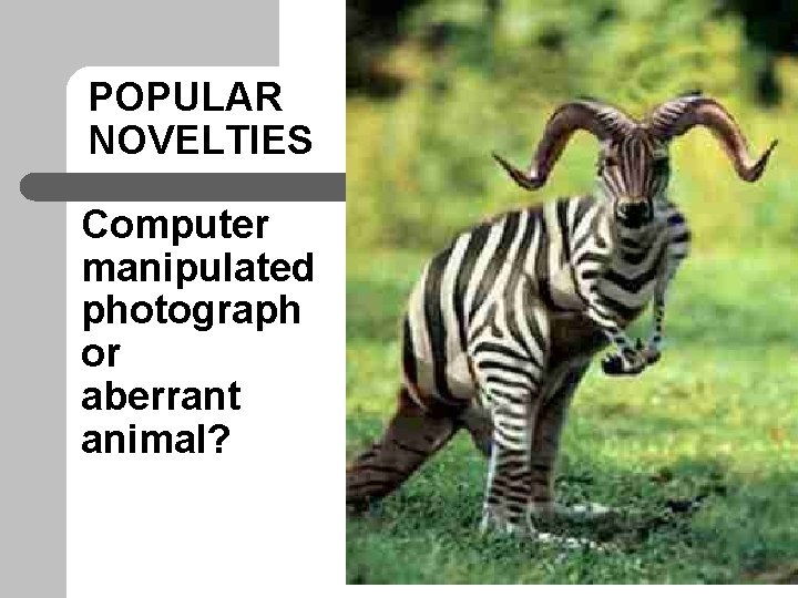 POPULAR NOVELTIES Computer manipulated photograph or aberrant animal? 