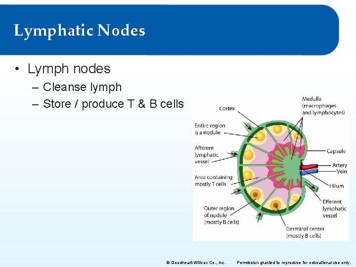 Lymphatic Nodes • Lymph nodes – Cleanse lymph – Store / produce T &