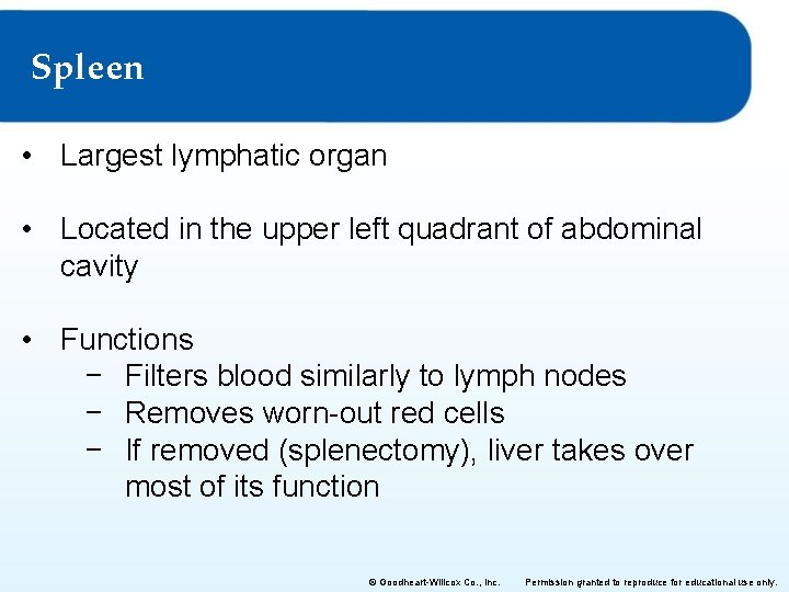 Spleen • Largest lymphatic organ • Located in the upper left quadrant of abdominal