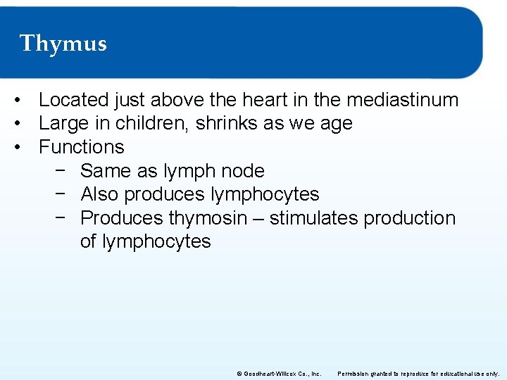 Thymus • Located just above the heart in the mediastinum • Large in children,