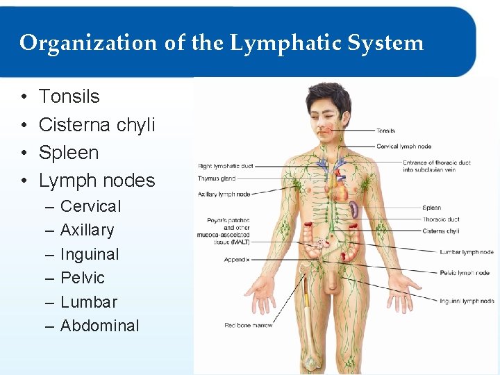 Organization of the Lymphatic System • • Tonsils Cisterna chyli Spleen Lymph nodes –