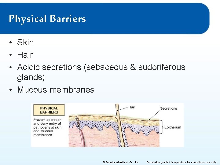 Physical Barriers • Skin • Hair • Acidic secretions (sebaceous & sudoriferous glands) •