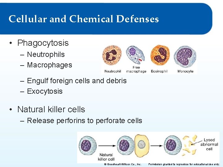 Cellular and Chemical Defenses • Phagocytosis – Neutrophils – Macrophages – Engulf foreign cells