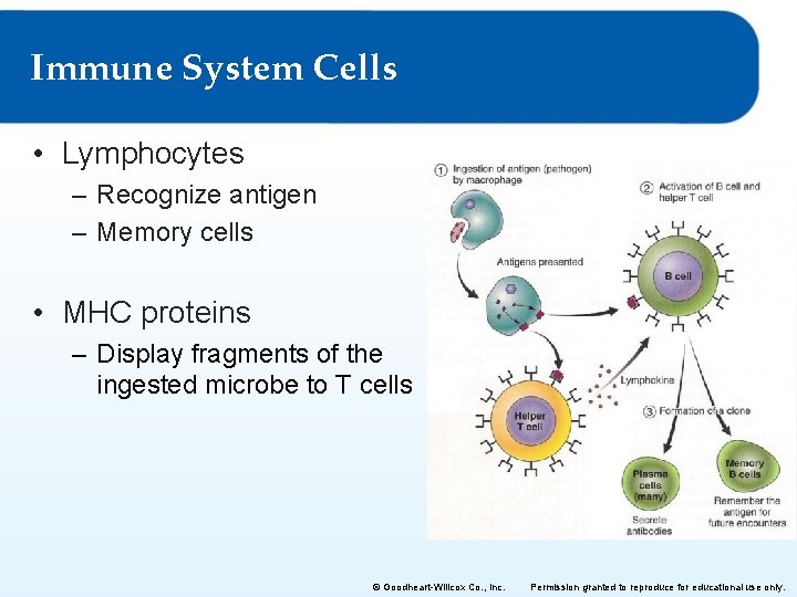 Immune System Cells • Lymphocytes – Recognize antigen – Memory cells • MHC proteins