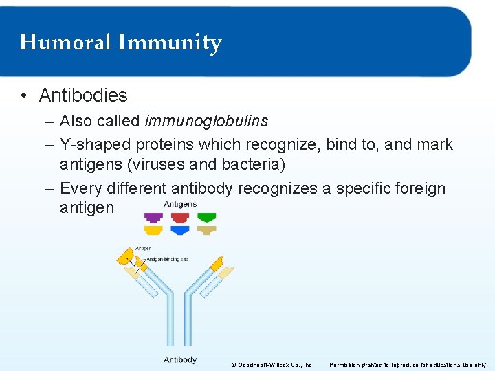 Humoral Immunity • Antibodies – Also called immunoglobulins – Y-shaped proteins which recognize, bind