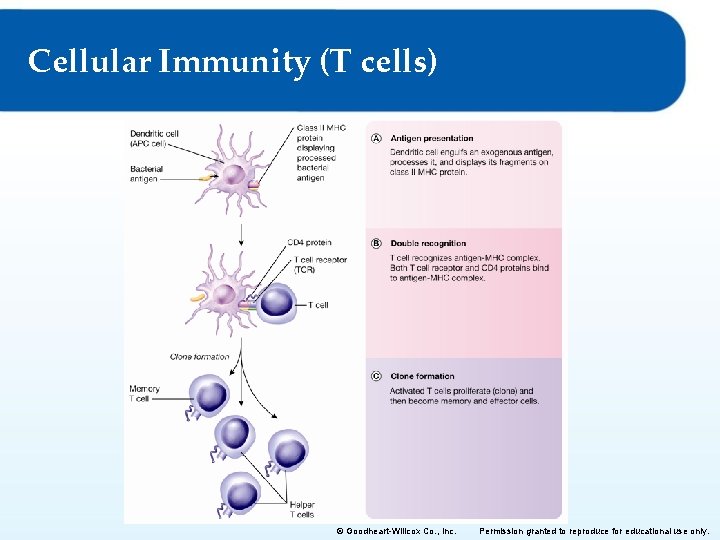 Cellular Immunity (T cells) © Goodheart-Willcox Co. , Inc. Permission granted to reproduce for