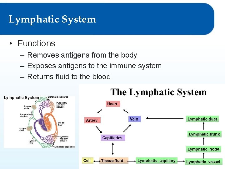 Lymphatic System • Functions – Removes antigens from the body – Exposes antigens to