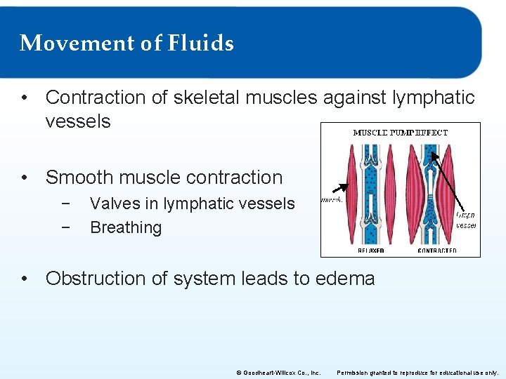 Movement of Fluids • Contraction of skeletal muscles against lymphatic vessels • Smooth muscle