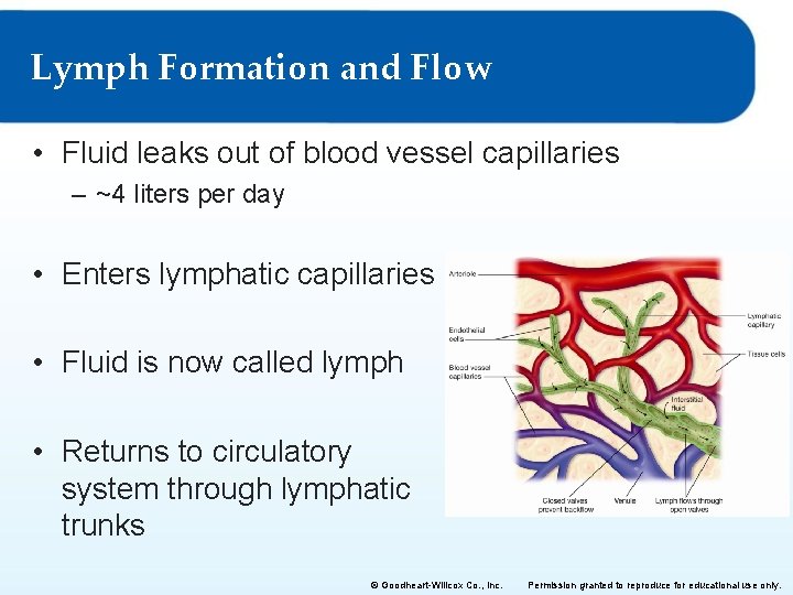 Lymph Formation and Flow • Fluid leaks out of blood vessel capillaries – ~4