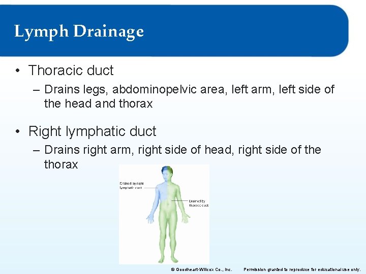 Lymph Drainage • Thoracic duct – Drains legs, abdominopelvic area, left arm, left side