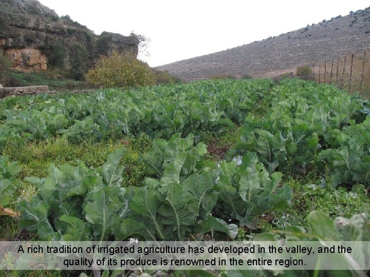 A rich tradition of irrigated agriculture has developed in the valley, and the quality