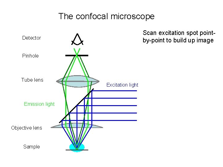 The confocal microscope Scan excitation spot pointby-point to build up image Detector Pinhole Tube