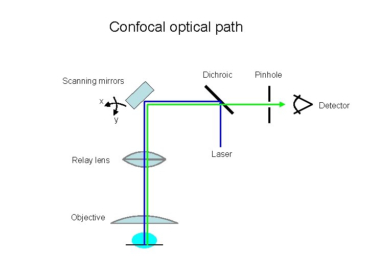 Confocal optical path Scanning mirrors Dichroic x Detector y Relay lens Objective Pinhole Laser