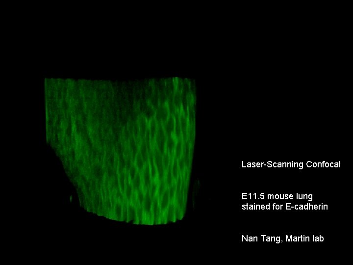 Laser-Scanning Confocal E 11. 5 mouse lung stained for E-cadherin Nan Tang, Martin lab