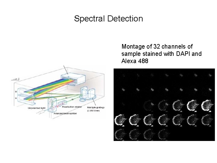 Spectral Detection Montage of 32 channels of sample stained with DAPI and Alexa 488