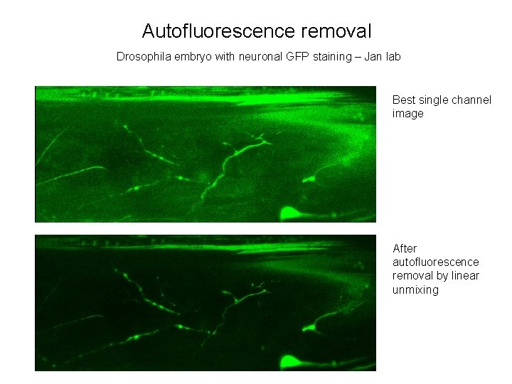 Autofluorescence removal Drosophila embryo with neuronal GFP staining – Jan lab Best single channel