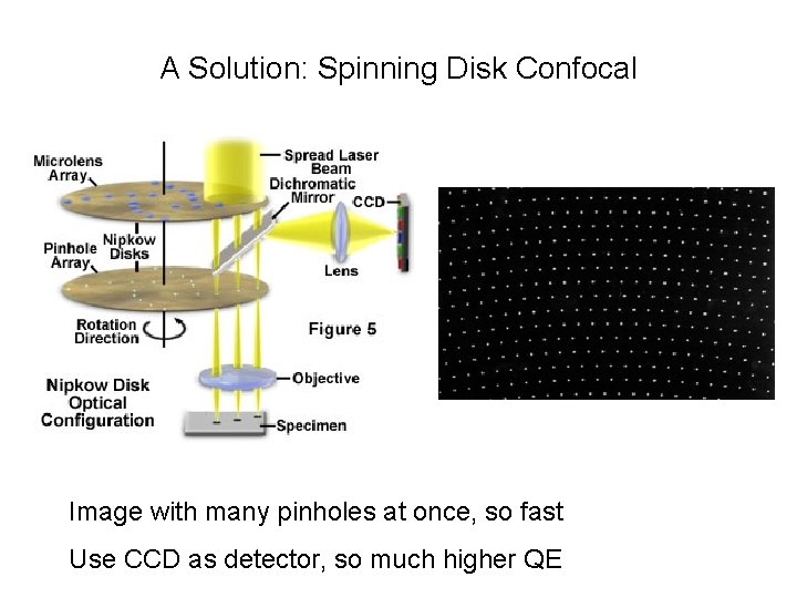 A Solution: Spinning Disk Confocal Image with many pinholes at once, so fast Use