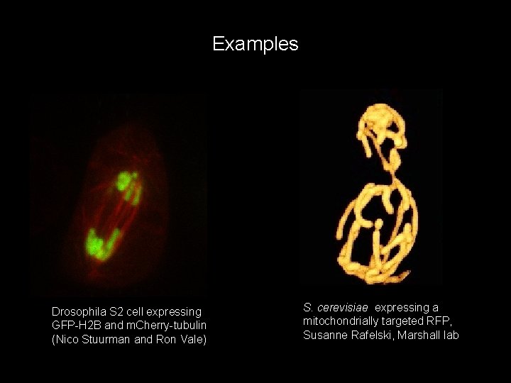 Examples Drosophila S 2 cell expressing GFP-H 2 B and m. Cherry-tubulin (Nico Stuurman