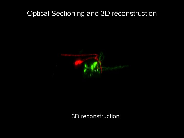 Optical Sectioning and 3 D reconstruction 