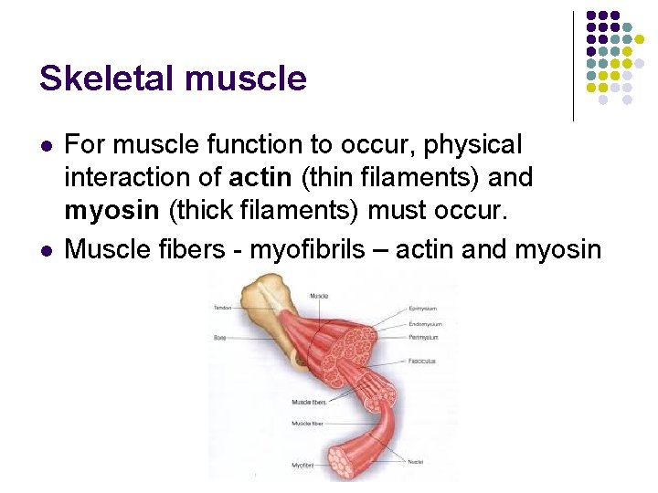 Skeletal muscle l l For muscle function to occur, physical interaction of actin (thin