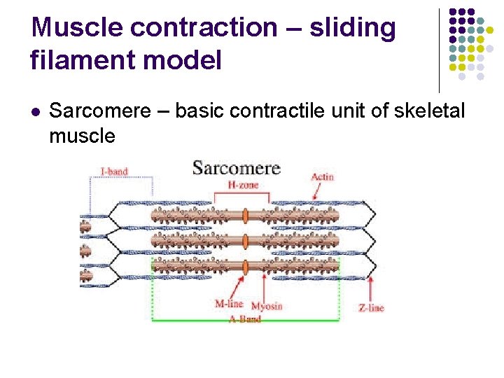 Muscle contraction – sliding filament model l Sarcomere – basic contractile unit of skeletal