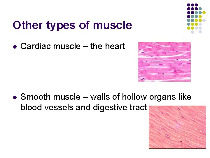 Other types of muscle l Cardiac muscle – the heart l Smooth muscle –