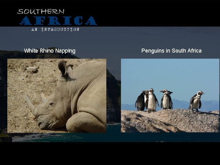 White Rhino Napping Penguins in South Africa 